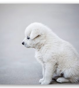 síndrome vestibular en perros