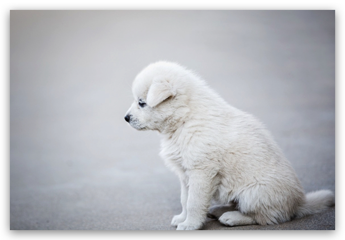 síndrome vestibular en perros